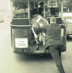 Une-vache-dans-le-bus_portrait_w858
